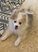 Sable Merle Boy, a male Pomeranian for sale in Coral Springs, FL – 6 of 10