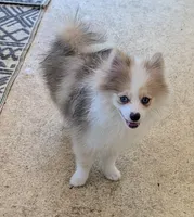 Sable Merle Boy, a male Pomeranian for sale in Coral Springs, FL – 5 of 10