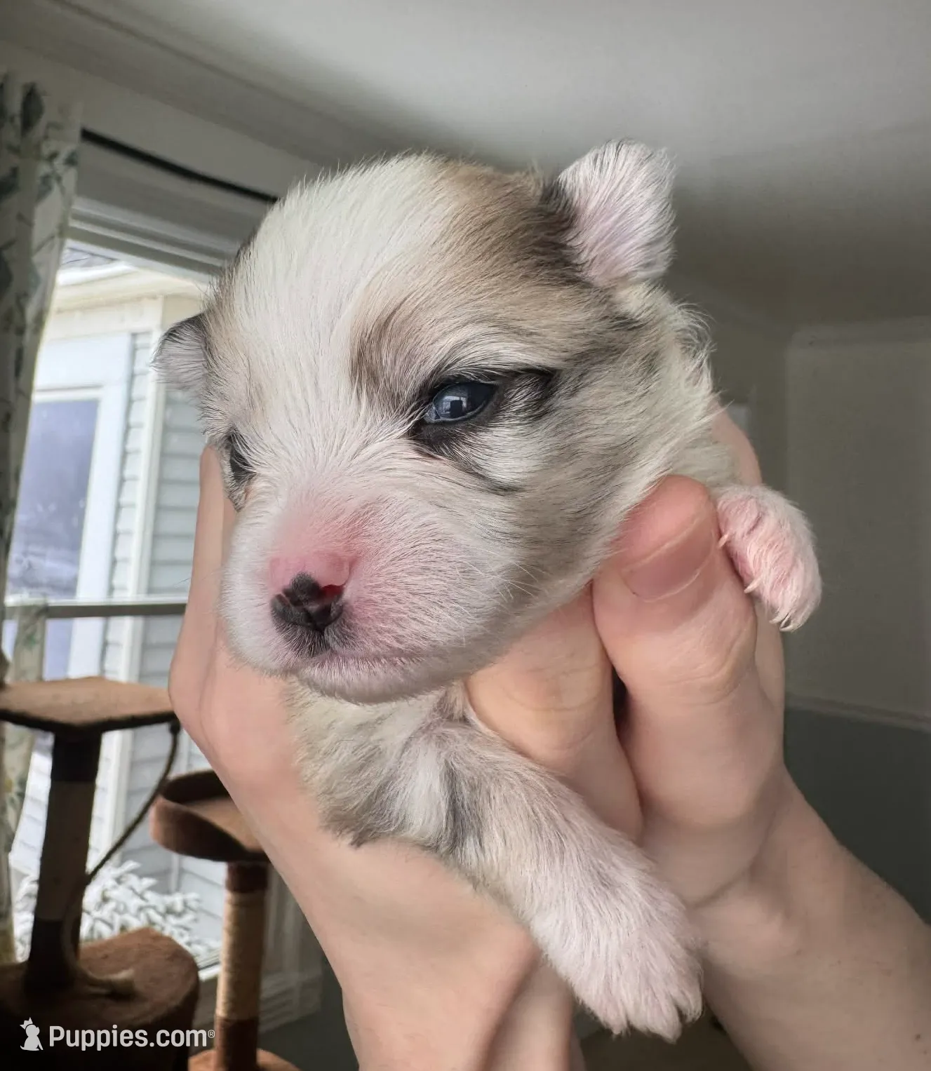 Sable Merle Boy, a male Pomeranian for sale in Coral Springs, FL – Photo 2 of 9