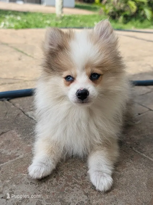 Sable Merle Boy – Pomeranian puppy for sale in Coral Springs, FL