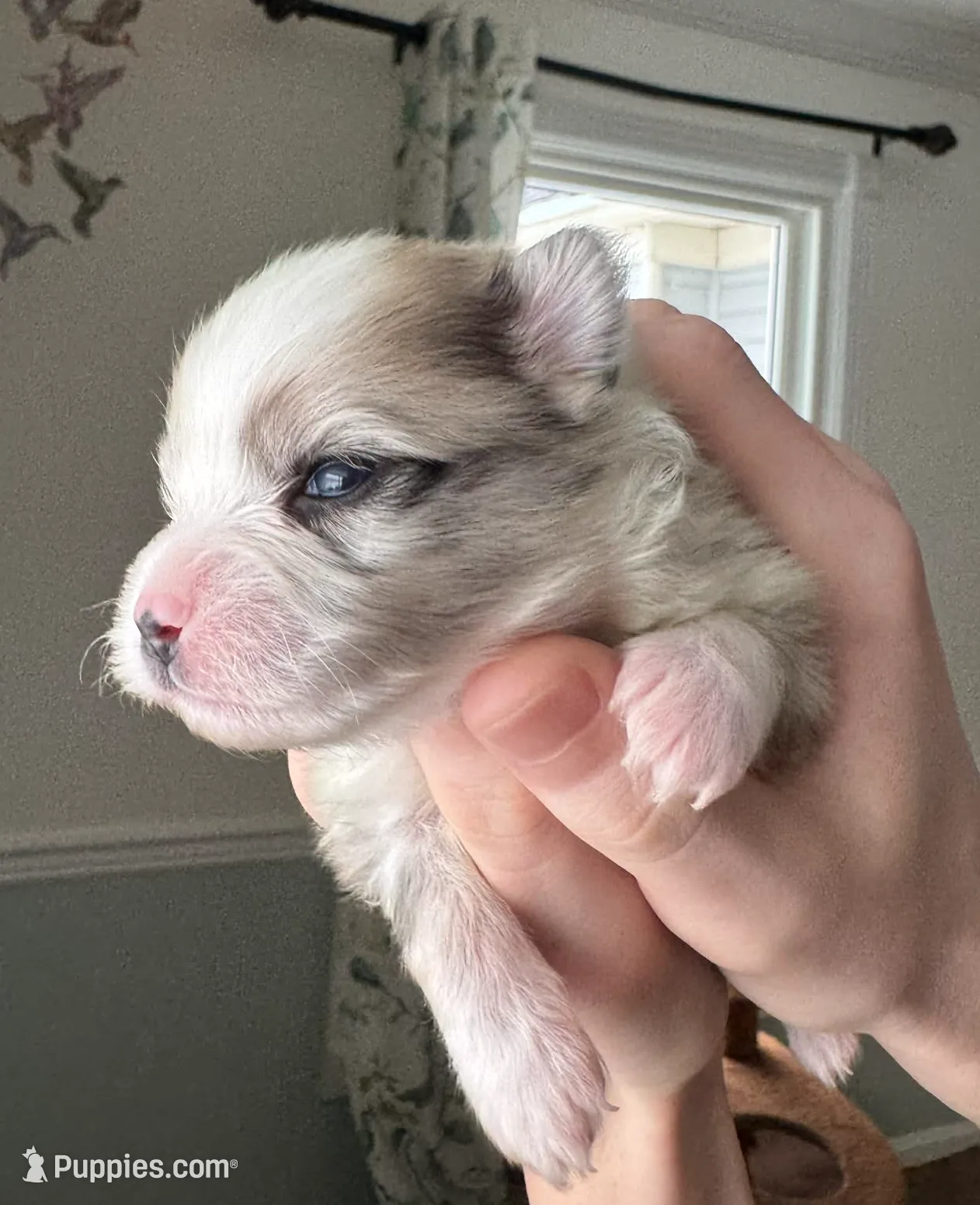 Sable Merle Boy, a male Pomeranian for sale in Coral Springs, FL – Photo 3 of 9