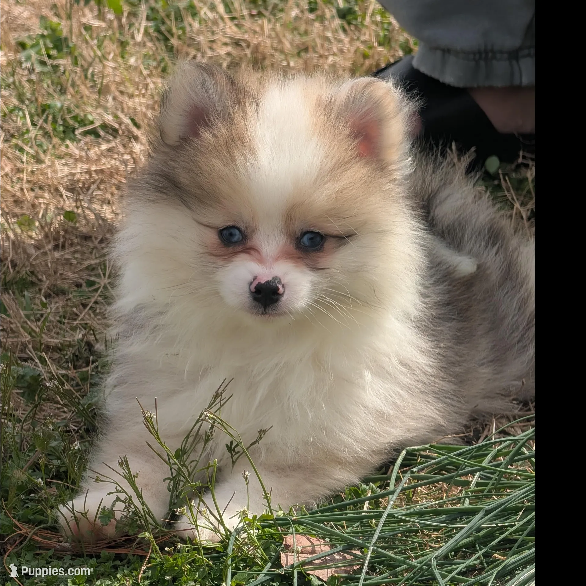 Sable Merle Boy – Pomeranian puppy for sale in Coral Springs, FL