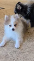Sable Merle Boy, a male Pomeranian for sale in Coral Springs, FL – 8 of 10