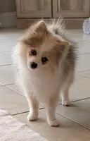 Sable Merle Boy, a male Pomeranian for sale in Coral Springs, FL – 4 of 10