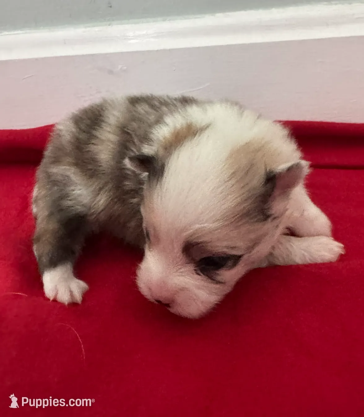 Sable Merle Boy, a male Pomeranian for sale in Coral Springs, FL – Photo 4 of 9