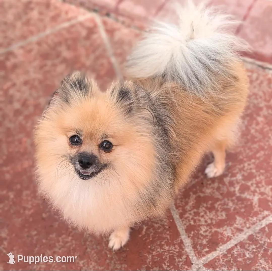 Sable Merle Boy, a male Pomeranian for sale in Coral Springs, FL – Photo 8 of 9