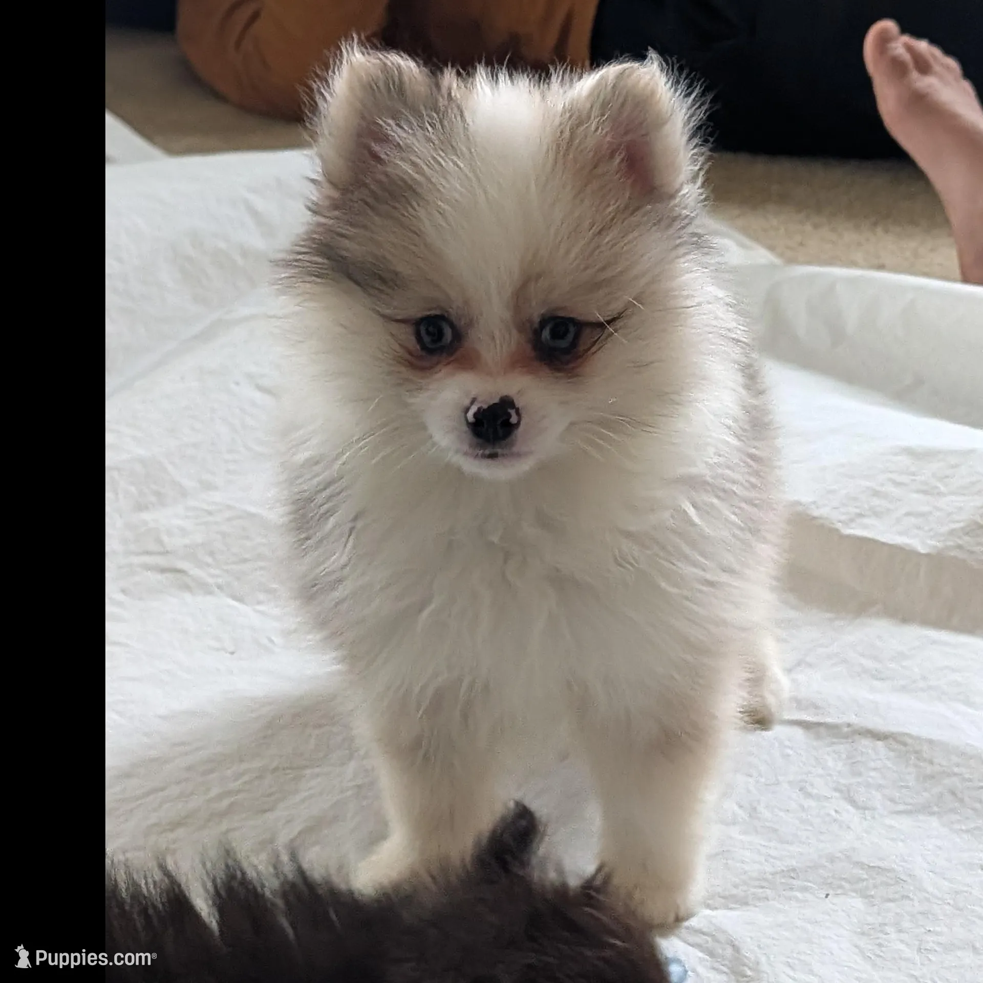 Sable Merle Boy, a male Pomeranian for sale in Coral Springs, FL – Photo 3 of 9