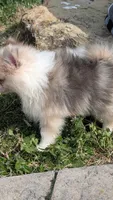 Sable Merle Boy, a male Pomeranian for sale in Coral Springs, FL – Photo 7 of 9