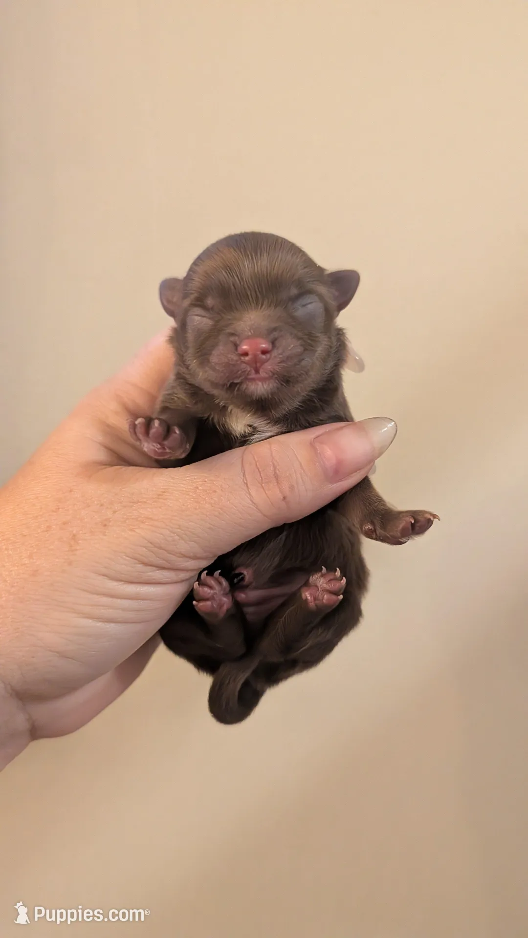 Chocolate Boy – Pomeranian puppy for sale in Coral Springs, FL