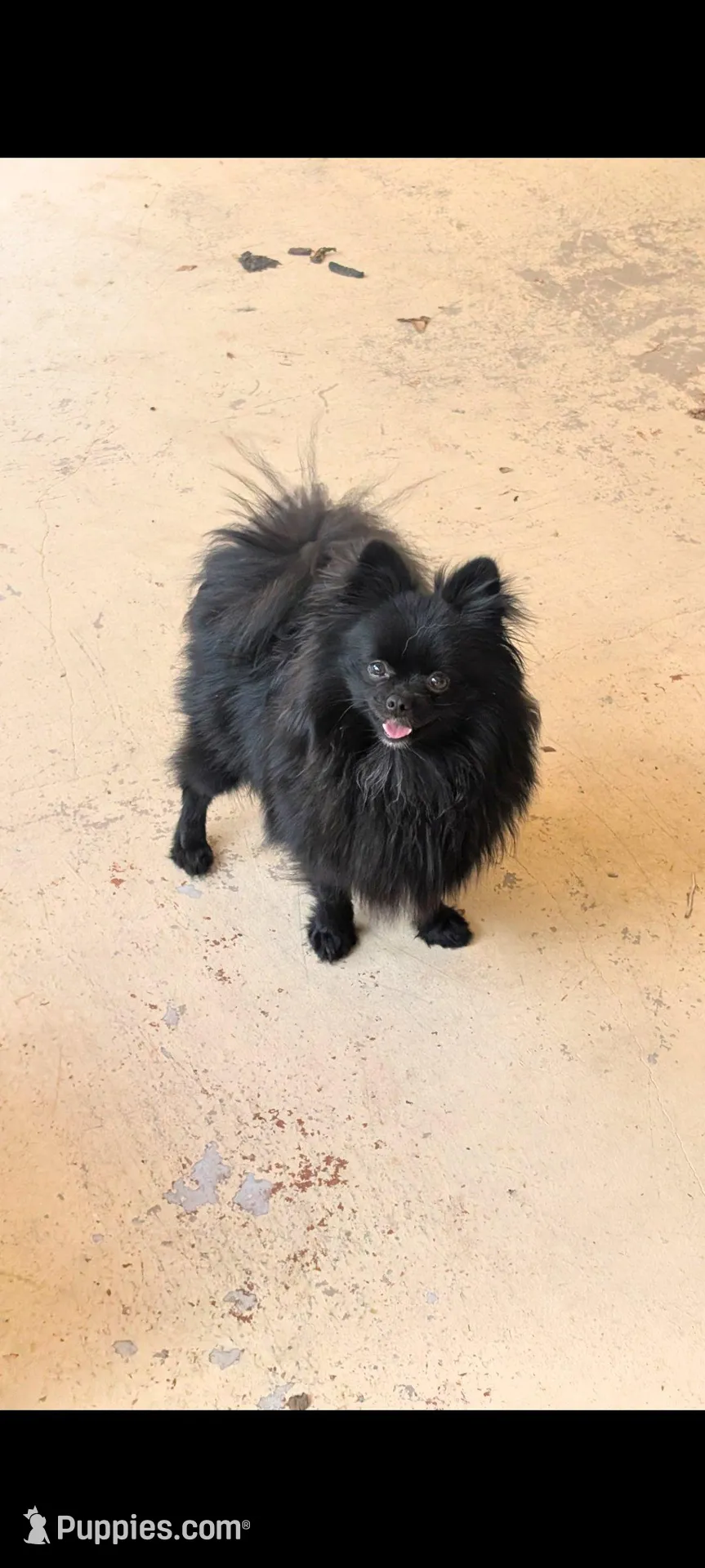 Chocolate Boy, a male Pomeranian for sale in Coral Springs, FL – Photo 7 of 9