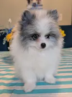 Blue Merle Parti, a male Pomeranian for sale in Coral Springs, FL – 2 of 10