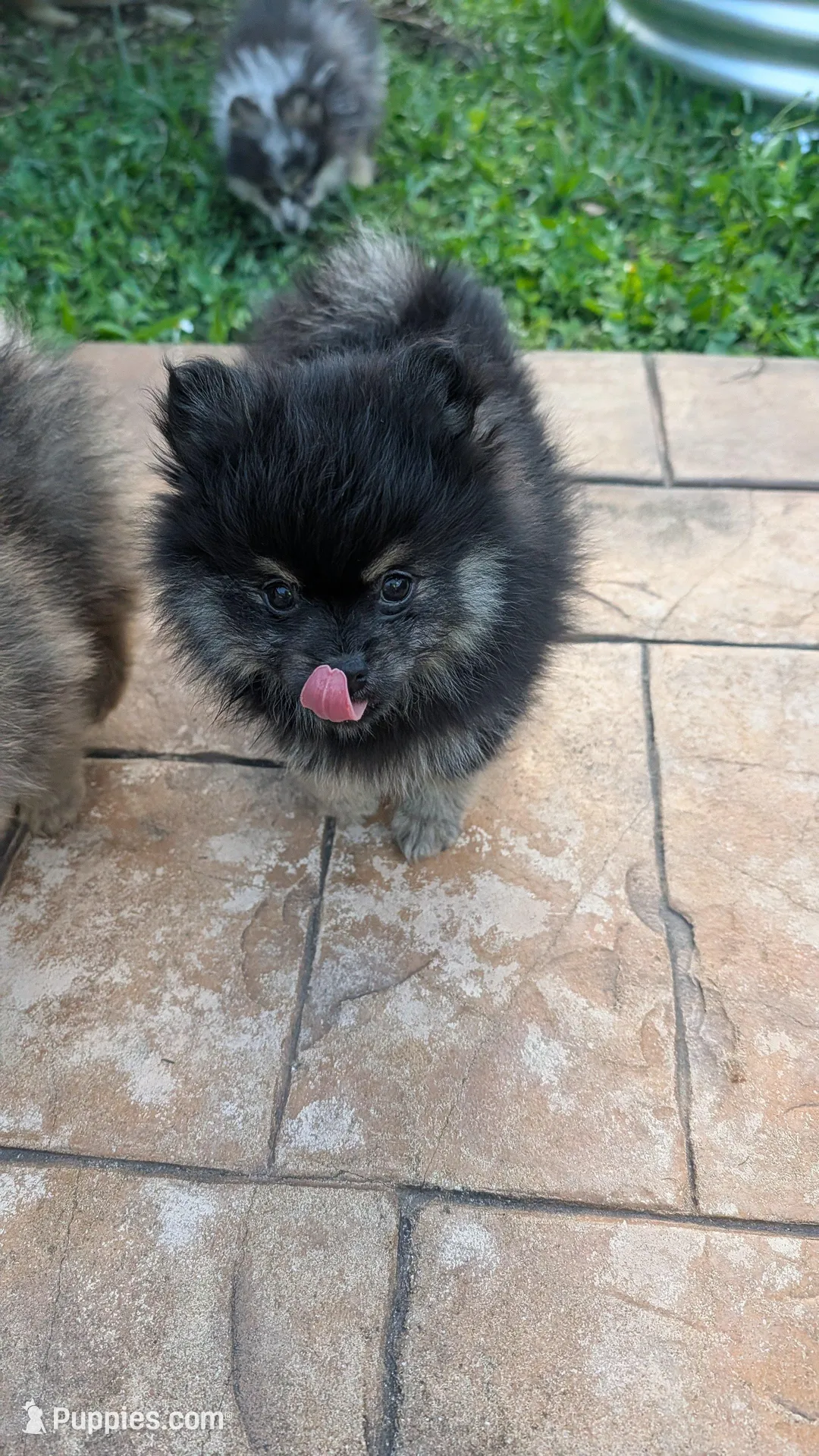 Black and Tan Boy 1, a male Pomeranian for sale in Coral Springs, FL – Photo 4 of 6