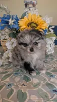 Blue Merle Girl, a female Pomeranian for sale in Coral Springs, FL – 7 of 9