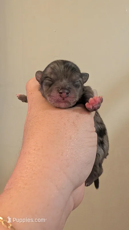 Blue Merle Girl – Pomeranian puppy for sale in Coral Springs, FL