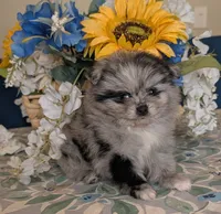 Blue Merle Girl, a female Pomeranian for sale in Coral Springs, FL – 3 of 9