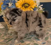 Blue Merle Girl, a female Pomeranian for sale in Coral Springs, FL – 6 of 9