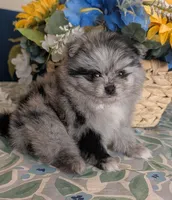 Blue Merle Girl, a female Pomeranian for sale in Coral Springs, FL – 4 of 9