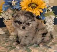 Blue Merle Girl, a female Pomeranian for sale in Coral Springs, FL – 2 of 9