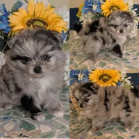 Blue Merle Girl, a female Pomeranian for sale in Coral Springs, FL – 1 of 9