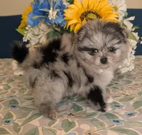 Blue Merle Girl, a female Pomeranian for sale in Coral Springs, FL – 5 of 9