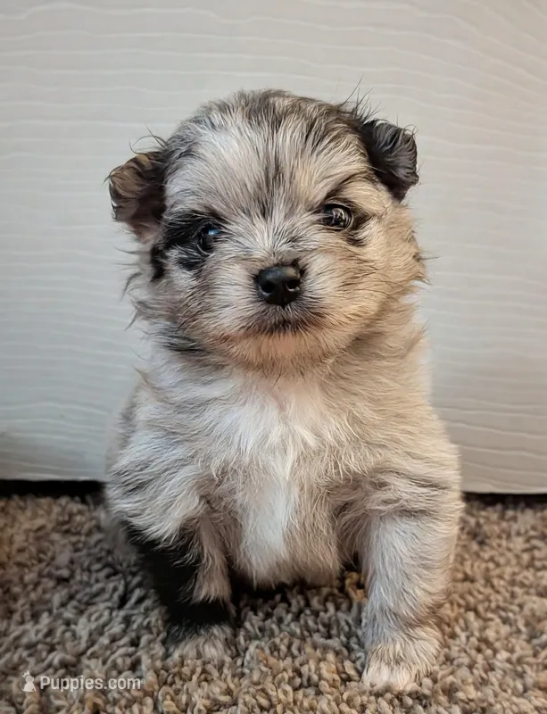 Blue Merle Girl – Pomeranian puppy for sale in Coral Springs, FL