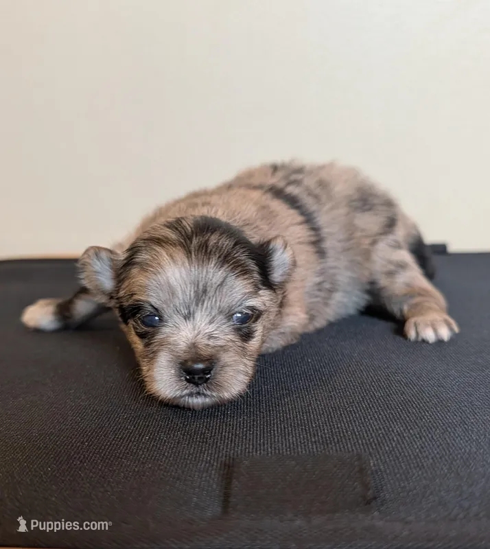 Blue Merle Girl – Pomeranian puppy for sale in Coral Springs, FL