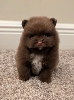 Chocolate Boy, a male Pomeranian for sale in Coral Springs, FL – 3 of 10