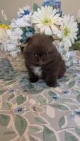 Chocolate Boy, a male Pomeranian for sale in Coral Springs, FL – 6 of 10