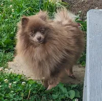 Luna, a female Pomeranian for sale in Coral Springs, FL – Photo 2 of 2