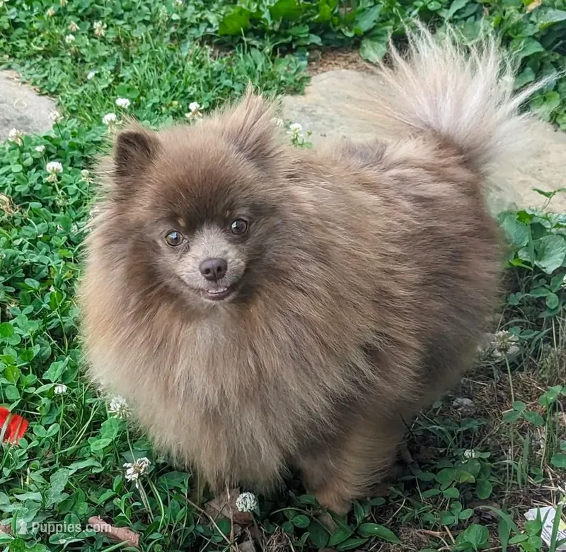 Luna – Pomeranian puppy for sale in Coral Springs, FL