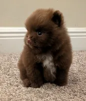Chocolate Boy, a male Pomeranian for sale in Coral Springs, FL – 4 of 10
