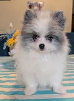 Blue Merle Parti, a male Pomeranian for sale in Coral Springs, FL – 3 of 10
