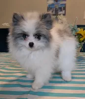 Blue Merle Parti, a male Pomeranian for sale in Coral Springs, FL – 1 of 10