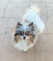 Blue Merle Parti, a male Pomeranian for sale in Coral Springs, FL – 10 of 10