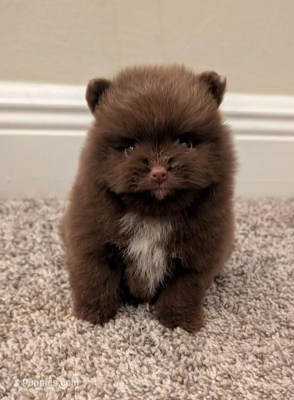 Chocolate Boy – Pomeranian puppy for sale in Coral Springs, FL