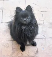 Chocolate Boy, a male Pomeranian for sale in Coral Springs, FL – 9 of 10
