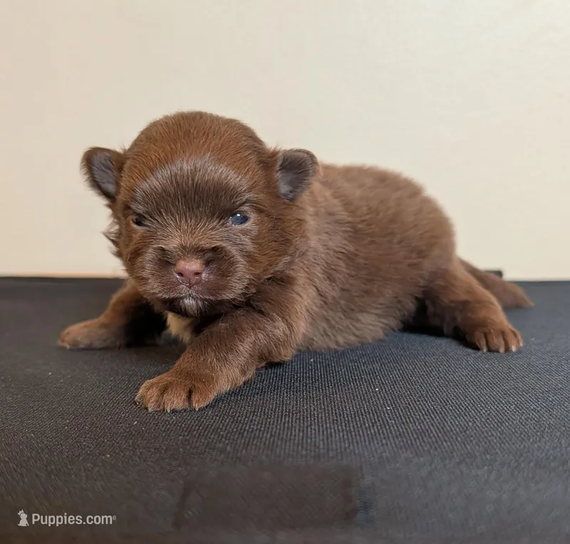 Chocolate Boy – Pomeranian puppy for sale in Coral Springs, FL
