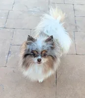 Chocolate Boy, a male Pomeranian for sale in Coral Springs, FL – 10 of 10