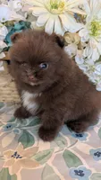 Chocolate Boy, a male Pomeranian for sale in Coral Springs, FL – 7 of 10
