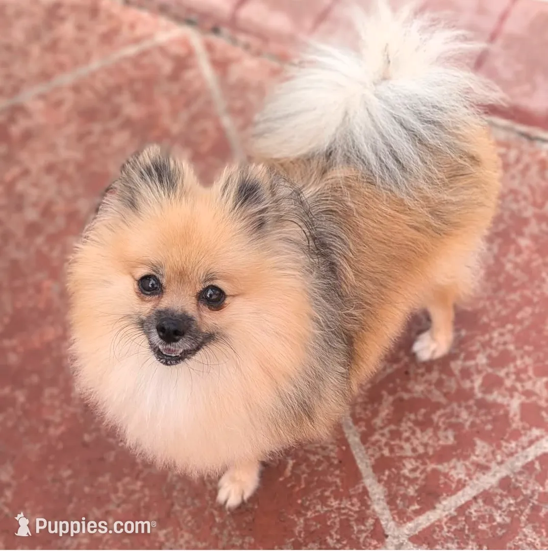 Black and Tan Boy, a male Pomeranian for sale in Coral Springs, FL – Photo 7 of 8