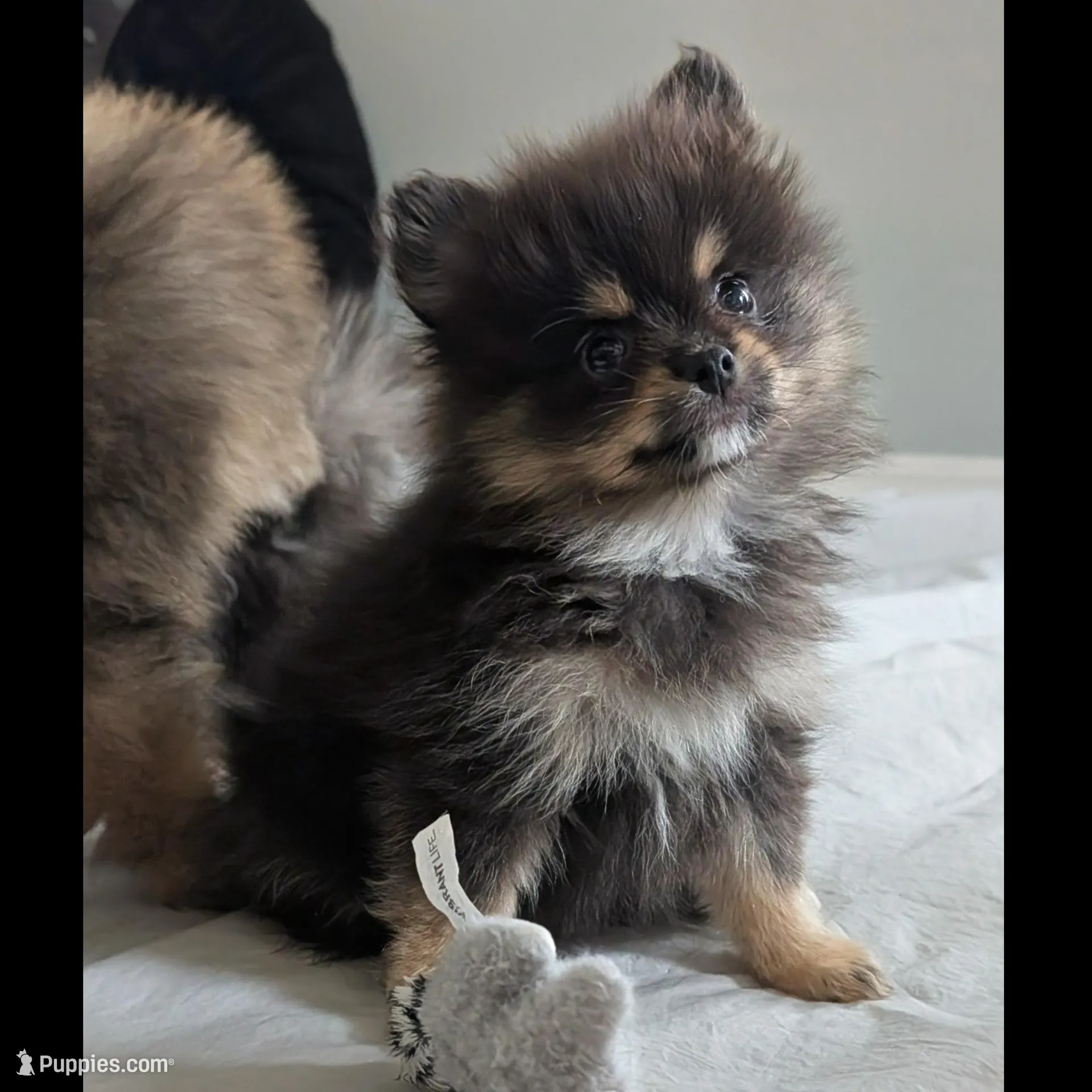 Black and Tan Boy – Pomeranian puppy for sale in Coral Springs, FL
