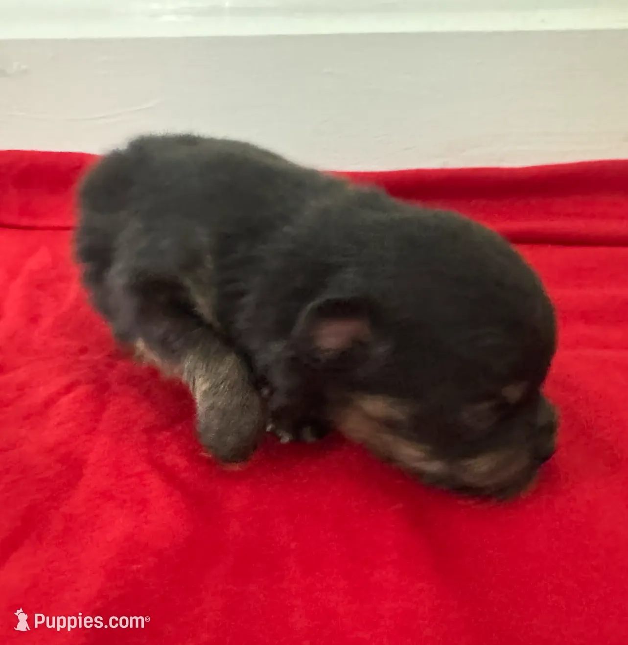 Black and Tan Boy, a male Pomeranian for sale in Coral Springs, FL – Photo 4 of 8