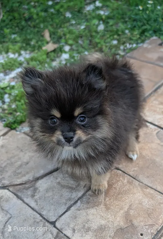 Black and Tan Boy – Pomeranian puppy for sale in Coral Springs, FL