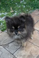 Black and Tan Boy, a male Pomeranian for sale in Coral Springs, FL – Photo 1 of 6