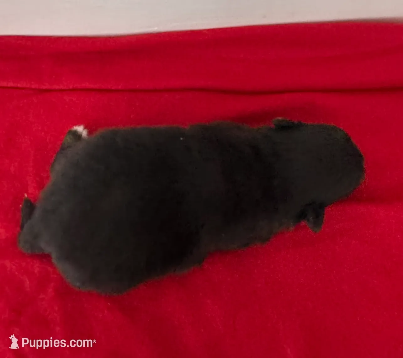 Black and Tan Boy, a male Pomeranian for sale in Coral Springs, FL – Photo 5 of 8