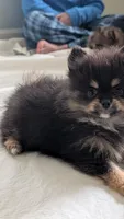 Black and Tan Boy, a male Pomeranian for sale in Coral Springs, FL – Photo 5 of 6