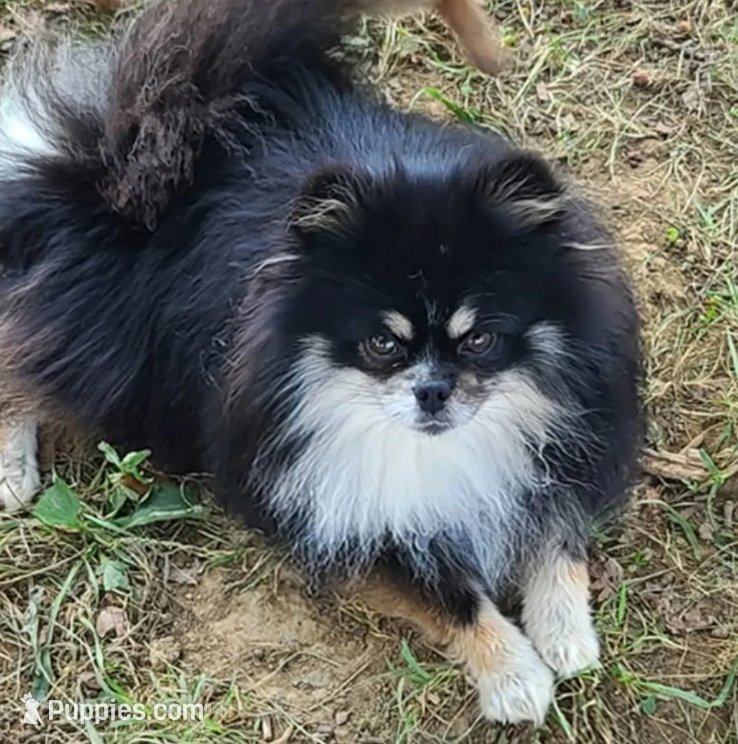 Black and Tan Boy, a male Pomeranian for sale in Coral Springs, FL – Photo 8 of 8