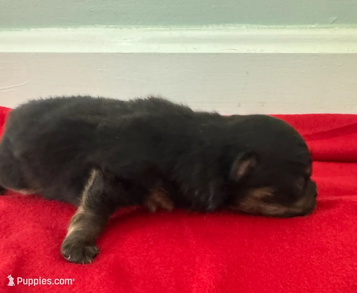 Black and Tan Boy, a male Pomeranian for sale in Coral Springs, FL – Photo 3 of 8