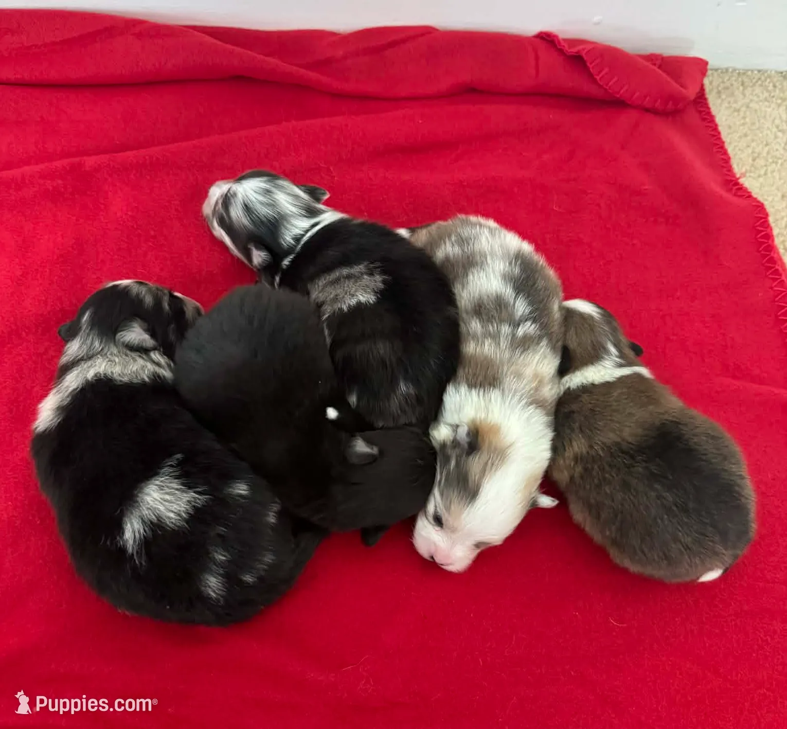 Black and Tan Boy, a male Pomeranian for sale in Coral Springs, FL – Photo 6 of 8