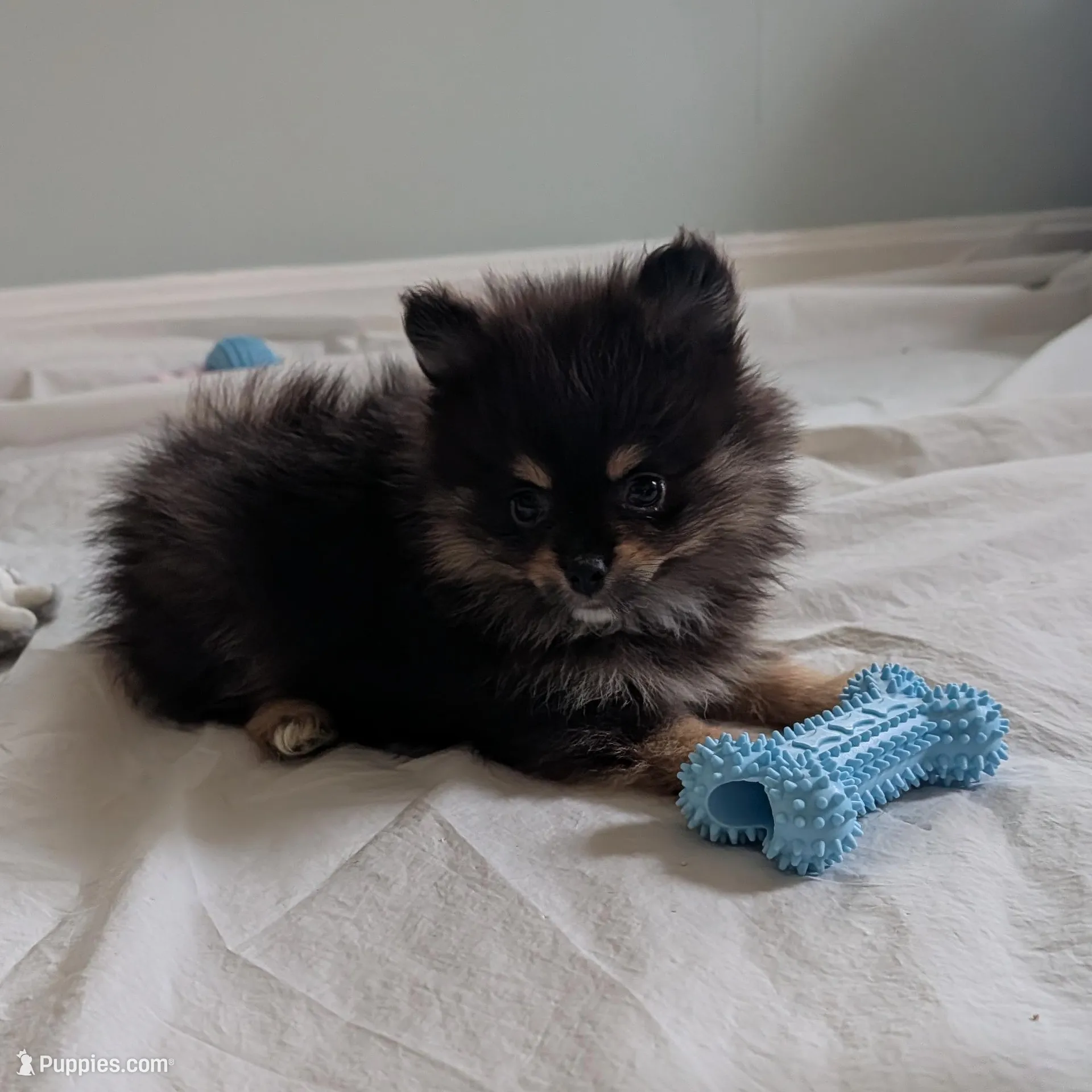 Black and Tan Boy, a male Pomeranian for sale in Coral Springs, FL – Photo 3 of 6